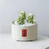 Conjunto fofo de plantas de interior para mesa para jardim de infância, fácil de cultivar e cuidar, pequenas plantas em vasos