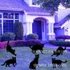 Paquete de 6 tarjetas de Halloween 2025 para patio, con gatos negros y temática de Halloween.