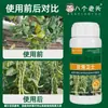 Oito Tipos de Agentes Microbianos para o Controle da Ferrugem Foliar e Mancha Foliar em Feijões e Leguminosas, Incluindo Feijão-Caupi e Soja, para Recuperação Rápida e Prevenção de Primavera