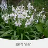 Bulbos de Flor de Campanilla, Plantas Perennes con Flor para Jardín y Balcón, Jacinto Azul Pequeño en Forma de Campana, Resistente al Frío, Tolerante a la Sombra, Fácil de Cultivar