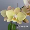 Las plántulas de Phalaenopsis son fáciles de cultivar en todas las estaciones. Plantas Verdes y Flores en Maceta para Balcón de Oficina en Interiores Fáciles de Cultivar
