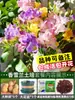 As bulbos de frésia são fáceis de cultivar, florescendo o ano todo.. Grandes bulbos de frésia importados de pétalas duplas vêm em cores misturadas e são adequados para vasos, com botões florais incluídos
