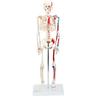 Esqueleto humano, modelo de esqueleto para adultos, columna vertebral, disco intervertebral, articulación, estándar médico, enseñanza, modelo de cuerpo entero