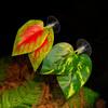 Nomo Varios Tipos de Hojas Decorativas para Paisajismo Plantas Artificiales Lagarto Camaleón Serpiente Mascota Trepadora Alimentación Agua Hojas con Ventosas