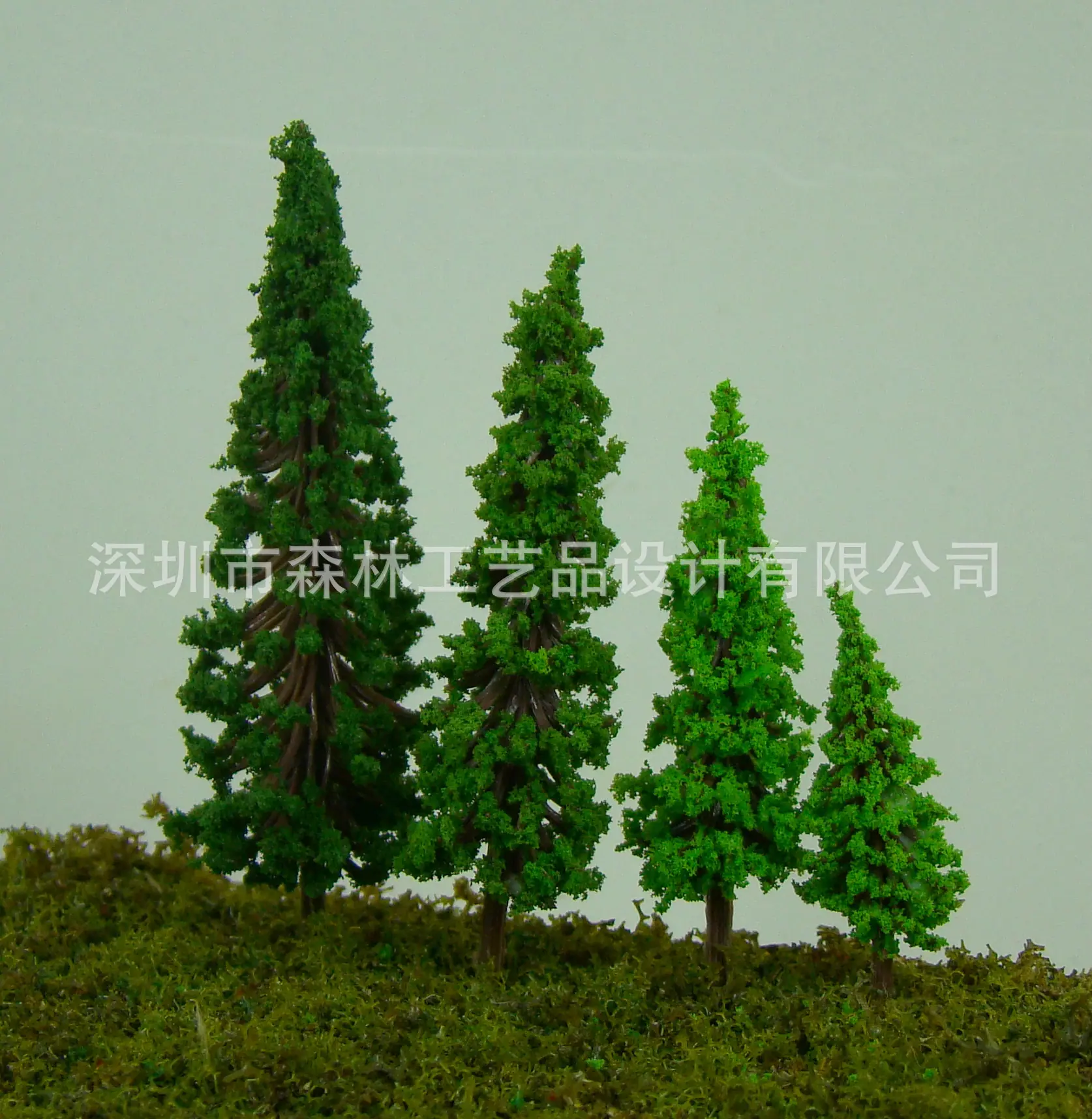 塔松形灌木1