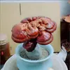 Entrega BásicaBonsai de Ganoderma Atmosférico e de Alta Qualidade Item de Presente Planta de Mesa Purifica o Ar Planta de Acúmulo de Virtude