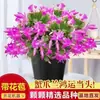 Orquídea garra de caranguejo em vaso com botões, mudas de flores multicoloridas, planta verde de quatro estações, planta de flor de interior, fácil de cuidar e floresce bem