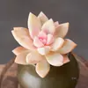 Base de planta suculenta autoproducida y autovendida al por mayor suculentas pequeñas combinación de flores plantas en maceta plantas carnosas Lithops Haworthia
