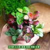 Materiais DIY para Micro-Paisagismo com Musgo, Grama de Rede Planta Única, Aquário de Plantas Verde Fresco, Paisagismo de Tanque de Água e Terra, Samambaias e Outros