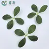 Plantas Verdes Artificiales, Hojas de Dinero Artificiales, Rosas Artificiales, Flores de Seda, Plantas Estilo Bosque, Accesorios para Manualidades, Hojas de Árbol Falsas para Decoración
