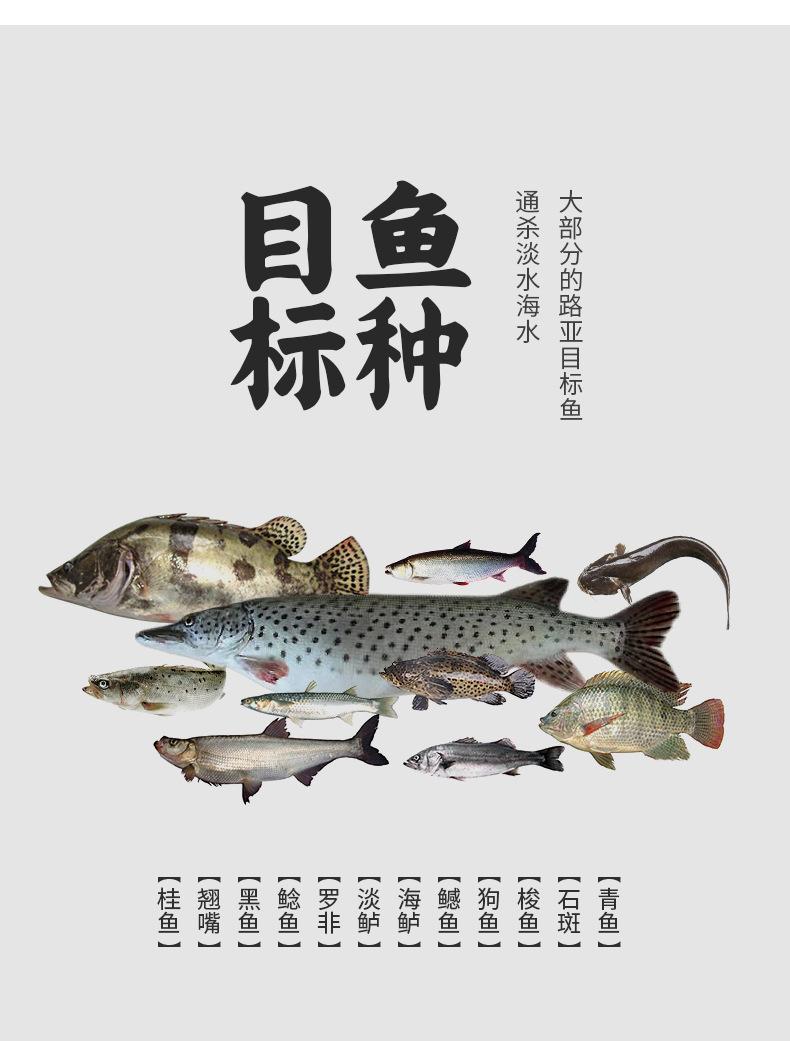 池刃多节鱼_04.jpg