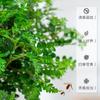 Plantas en Maceta Auténticas de Madera de Pimienta Fragante para Sala de Estar y Escritorio de Oficina Repelente de Mosquitos Plantas Verdes Plantas de Bonsái de Tocón Viejo Son Fáciles de Cuidar