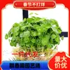 Dropshipping Planta hidropónica Hierba de dinero de cobre Hierba de dinero con hojas Plantas florales y verdes de interior criadas en agua Oficina en maceta Cuatro
