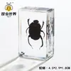 Artesanías de especímenes, insectos reales, escarabajo ciervo, escorpión, escarabajo, araña, regalos de enseñanza de ciencias biológicas, adornos de resina