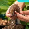 Pepino de Mar Congelado a Alta Presión con Frescura Sellada del Capitán Jiang, Paquete Económico, Pepino de Mar de Aguas Profundas, Conveniente para Cocinar, Directo del Fabricante al Por Mayor