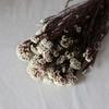 Cor da flor de arroz eterna - flor de arroz absorvente de cor - flor seca - flor de nuvem - buquê de flores secas naturais - fábrica de Yunnan - atacado