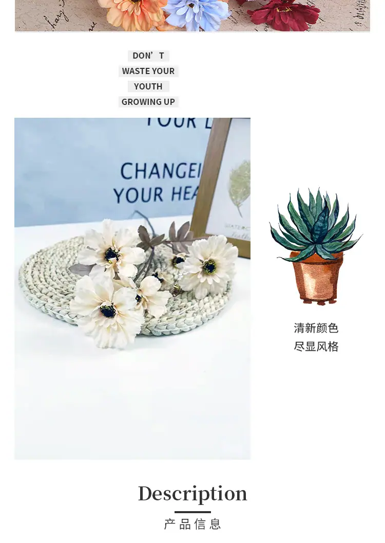 六头百日菊_03.jpg