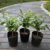Planta de Interior con Forma de Bolígrafo Jazmín Flor Única Jazmín en Maceta Jazmín Piruleta Jazmín Fragante Tallo Único Jazmín Rey de Todas las Estaciones