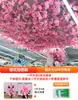 Ramas de flor de cerezo flor de durazno falsa plantas verdes de techo decoración enredaderas de flores de interior pared de celebridad de internet supermercado restaurante habitación cubierta superior fealdad