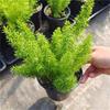 Sedum Chino Premium Hierba Buda Dorada Hierba Nieve Delgada Hierba Buda Hoja Dorada Maceta Planta Cubresuelos Flor Resistente al Frío Hierba Espejo
