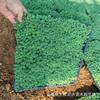 Mudas de Sementes em Vasos para Jardim de Neve Perene, Plantas Perenes de Quatro Estações, Cultivo ao Ar Livre, Mudas para Verdejamento de Pátio e Telhado