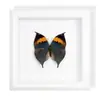 Especimen de Mariposa de Banda Verde Insecto Raro Especimen Precioso con Alas Extendidas Obra de Arte Enmarcada Regalo de Cumpleaños Azul Pintura Decorativa para Pared de Fondo