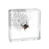 Artesanías de especímenes, insectos reales, escarabajo ciervo, escorpión, escarabajo, araña, regalos de enseñanza de ciencias biológicas, adornos de resina