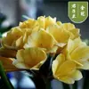 Las Clivias en Maceta de Plántulas Viejas Son Fáciles de Cultivar en Todas las Estaciones, Florales Suculentos con Botones, Plantas Verdes, Plántulas Redondeadas de Tamaño Monje para Interiores