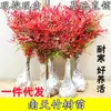 Nandina domestica en maceta Nandina roja bonsái esquejes de enverdecimiento patio exterior planta resistente al frío plántula Nandina domestica Nandina azul