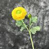 Simulação 2 cabeças Flocagem Orvalho Lótus flor artificial lasanha Camélia decoração de casa decoração adereços para fotografia flor de seda atacado