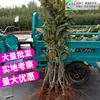 Uma muda de castanha para entrega, extra grande, plantada no norte e sul, Dahongpao, e frutificando no mesmo ano, plantada em Qianxi, castanheiras enxertadas