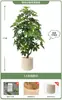 Planta Verde Artificial Spathiphyllum, Planta Verde Falsa de Lujo de Gama Alta para Interior Sala de Estar, Planta en Maceta, Adorno Decorativo Realista para el Piso