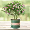 Orquídea Phalaenopsis, Planta Ornamental de Interior, Planta Resistente ao Frio, Planta Florífera, Tronco Velho com Botões, Mudas de Flores Grandes e Pequenas, Planta em Vaso, Bonsai de Fragrância Forte