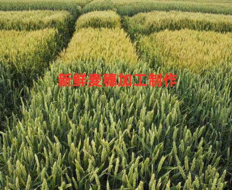 1586251902(1)_副本