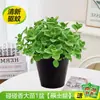 Plantas em Vasos Repelentes de Mosquitos para Varandas Externas e Internas, Sementes Repelentes de Mosquitos, Folhas de Gerânio Perfumadas para o Jardim, Purificar o Ar