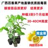 Qinmi No. 9 Plántulas de Parchita Dorada Parchitas de Parchita Injertadas Se Pueden Plantar en Todas las Estaciones Tanto en Regiones del Norte como del Sur y Producir Fruta Continuamente en Macetas