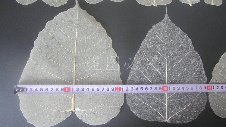 A001菩提叶脉 (15)