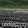 Hongos Negros Secos Auténticos de Otoño del Noreste, Bolsa de 300g, Hongos Negros de la Primera Cosecha de la Montaña Changbai, Sin Raíz, Carne Gruesa, Seleccionados a Mano por Agricultores