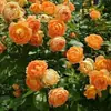 Plántulas de Flor Rosa Vino, Florales Extra Grandes y Plantas Verdes, Rosas en Maceta de Interior, Flores de Rosa, Enredaderas Trepadoras, Floreciendo en Todas las Estaciones