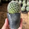 Cactus Suculentas en Maceta, Cactus Plantas Pequeñas en Maceta, Floración Interior, Plantas Verdes Fáciles de Cultivar, Computadoras de Escritorio para Oficina