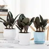 Planta de Caucho Black Diamond en Maceta para Uso en Interiores y Exteriores, Planta Verde para Purificación del Aire, Planta en Maceta para Escritorio de Oficina, Planta Verde de Cuatro Estaciones