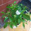 Jazmín de Cristal en Maceta Flor de Lirio Blanco Flor de Interior Planta Verde para Balcón Florece Todo el Año Flor Colmillo de Perro Planta Cabeza de León