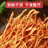 Venta al por mayor de Flores de Cordyceps Secas, Producto Nuevo Genuino de Cordyceps Militaris, Cordyceps Dorado Entero, Ingredientes Comerciales para Hacer Sopa, Venta Directa desde el Lugar de Origen