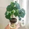 Planta Tortuga de Montaña, Planta Siempreviva Dorada, Planta Trepadora Roja en Maceta con Hojas Redondas, Planta Verde de Fácil Cuidado, Planta Trepadora, Planta de Follaje, Planta Hidropónica de Interior para Balcón y Sala de Estar