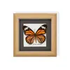 Marco de Espécimen de Mariposa Rara para Exhibición, Regalo o Decoración; Regalo de Madera Único y Versátil
