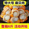 Frete Grátis com Sf Express, Carne de Vieira Extra Grande, Vieiras Selvagens Frescas Congeladas, Vieiras Inteiras, Vieiras com Alho, Abalone, Não Disponível na China