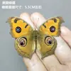 Venta Directa al Por Mayor de Fábrica de Especímenes Reales de Mariposas con Alas Extendidas, Diversos Insectos y Escarabajos, Accesorios para Fotos, Educación Científica, Especímenes Naturales