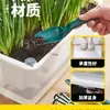 Maceta Rectangular de Autorriego para Uso Doméstico para Cultivar Cebollas, Maceta Pequeña para Cebollas de Balcón con Tierra, Maceta para Verduras con Pintura Colorida