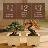 Vasos de Flor de Madeira Maciça Transfronteiriços para Sala de Estar e Varanda, Vasos de Madeira para Bonsai, Vasos Decorativos Verdes para Azaleia e Pinheiro de Boas-Vindas Venda por Atacado