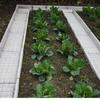 Placa de Canaleta para Vegetais, Pavimentação com Placa de Canaleta para Vegetais, Muro de Pedra de Borda de Quintal de Cimento, Cerca de Canteiro de Flores, Beira de Estrada de Cimento